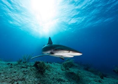 Grey reef shark