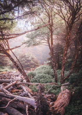 Oregon Coast Foggy Forest