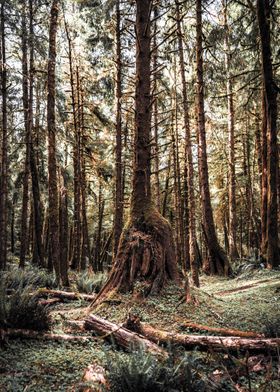 Moody Forest in the PNW 