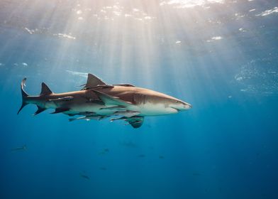 Lemonshark with sunny back