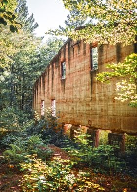 Abandoned Building Forest