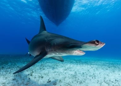 Hammerhead shark