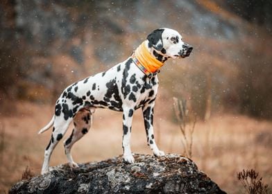 Dalmatian and the scarf