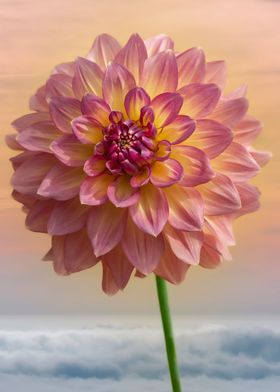 Heavenly Dahlia