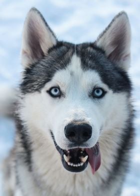 Husky Portrait