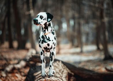 Dalmatian Adventure