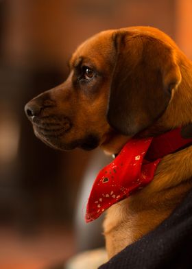 Cute Beagle Puppy