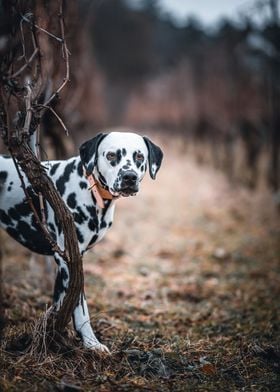 Dalmatian On The Look Out