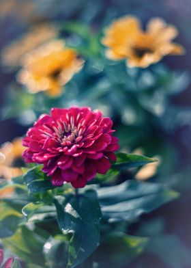 Summer flowers in garden