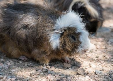 guinea pig in the farm