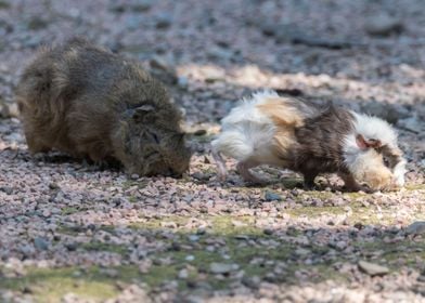 guinea pig in the farm