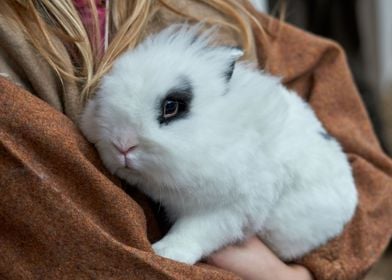 guinea pig in the farm