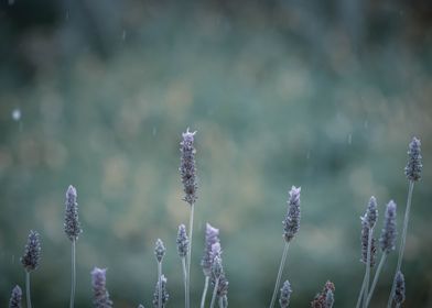 Cool lavender in the rain