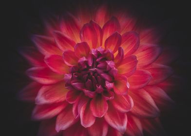 radiating dahlia