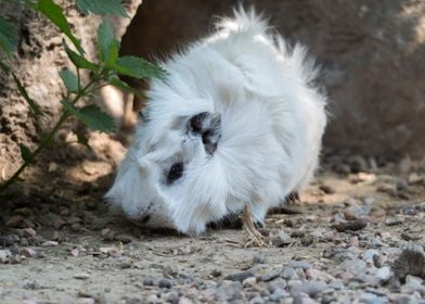 guinea pig in the farm