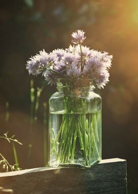 Chives flowers 