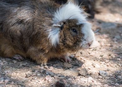 guinea pig in the farm