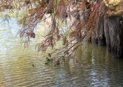 autumn reflection on water