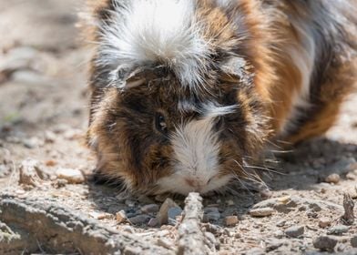 guinea pig in the farm