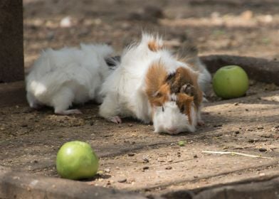 guinea pig in the farm