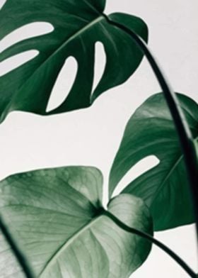 Green Sheets Monstera