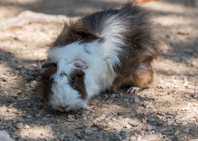 guinea pig in the farm