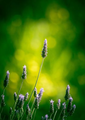 Green Lavender