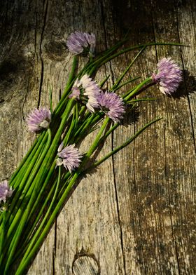 Purple chive flowers 