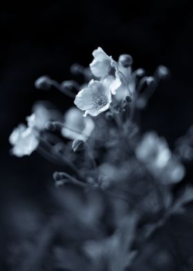 Garden B&W flower, meadow