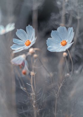 Blue flowers, impression