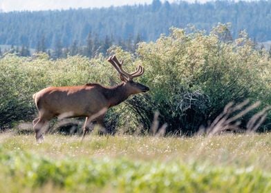 Elk at Grand Teton