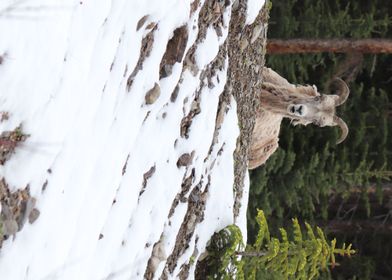 Mountain sheep 