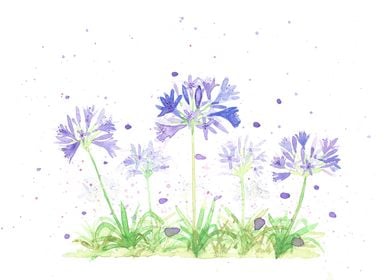 Agapanthus flowers