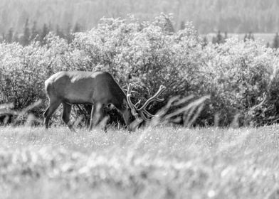 Elk at Grand Teton