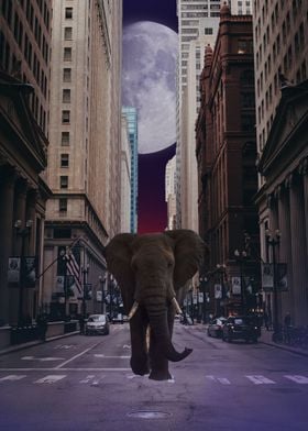 Elephant in new york