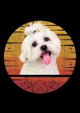 Maltese Retro Maltese  Dog