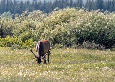 Elk at Grand Teton