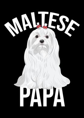 Maltese Papa Maltese  Dog 