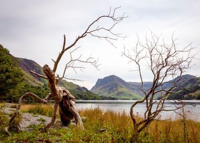 Walking Tree