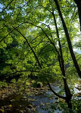 River Tree