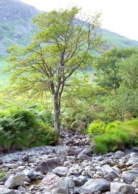 River Tree