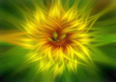 The abstract sunflower
