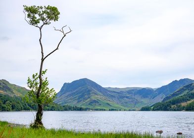 Lake Tree