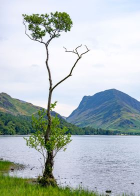 Tree on a Lake