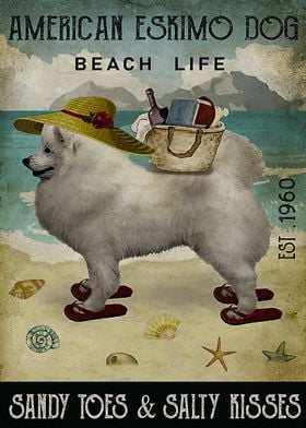  American Eskimo Dog Beach