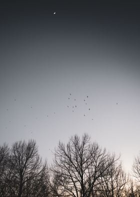 Birds Over the Forest