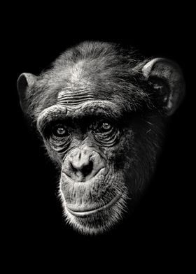 Chimpanzee with Sad Eyes