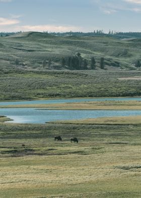 Bison Herd at Yellowstone