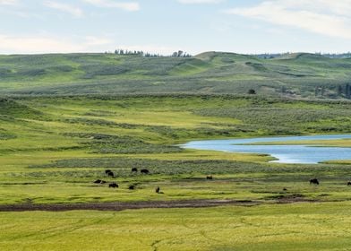 Bison Herd at Yellowstone