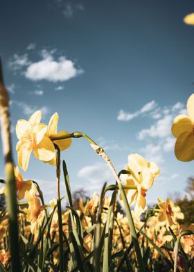 Daffodils in Spring